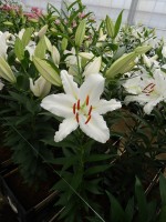 [5286 Ice Dancer No02.JPG]